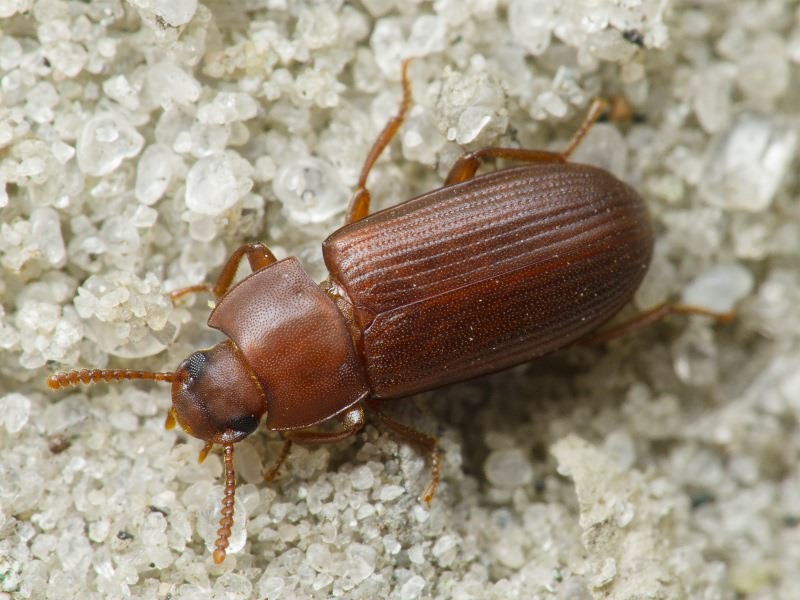 Cynaeus angustus (Leconte, 1851)